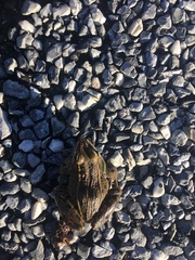 Lithobates kauffeldi