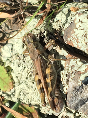 Melanoplus devastator