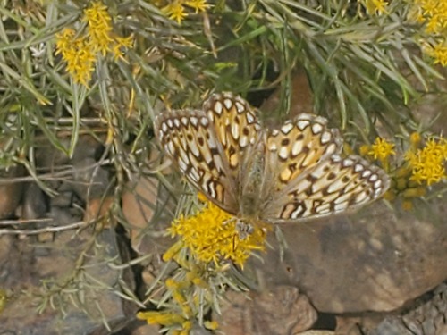 Callippe Fritillary