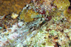 Coryphopterus dicrus