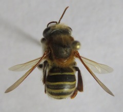 Melipona beecheii