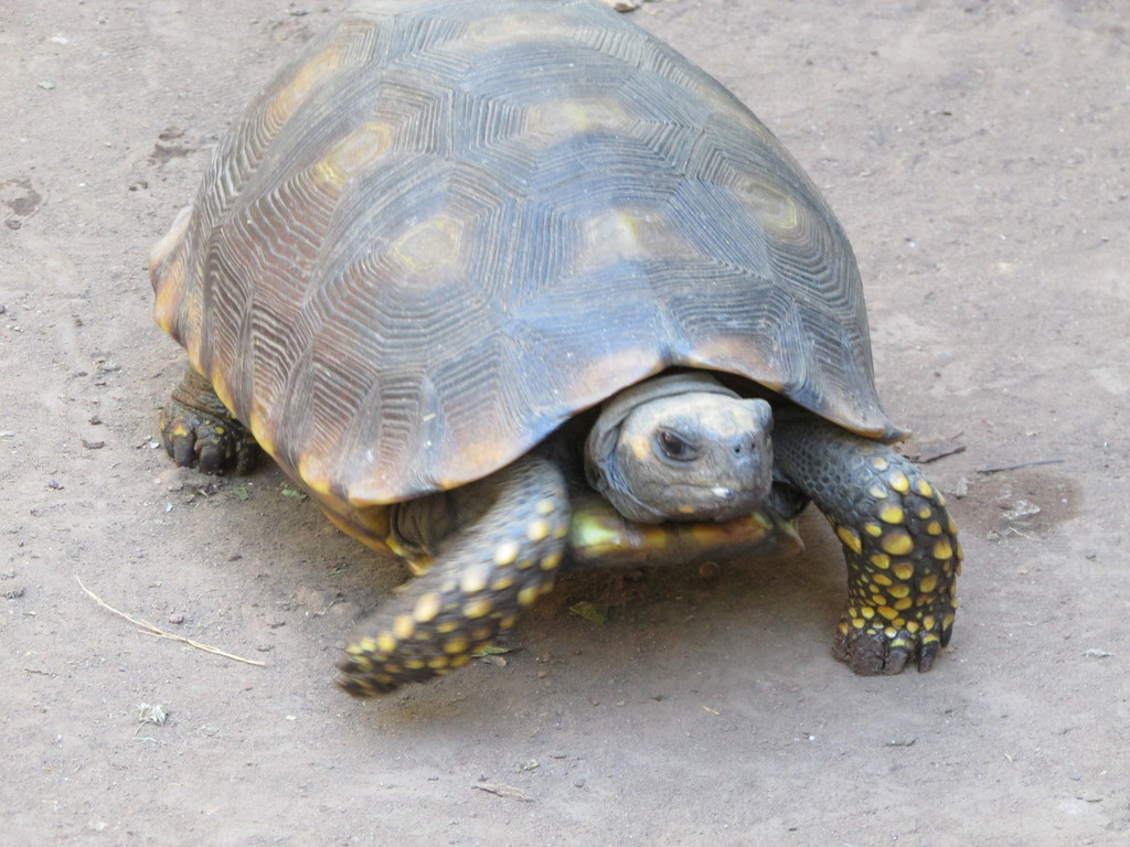 Brazilian Giant Tortoise in July 2016 by Adriano Luiz de Faria ...