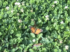 Vanessa virginiensis