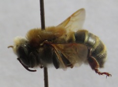 Melipona beecheii