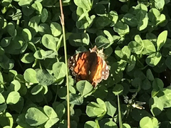 Vanessa virginiensis