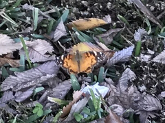 Vanessa virginiensis