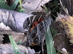 Vanessa virginiensis