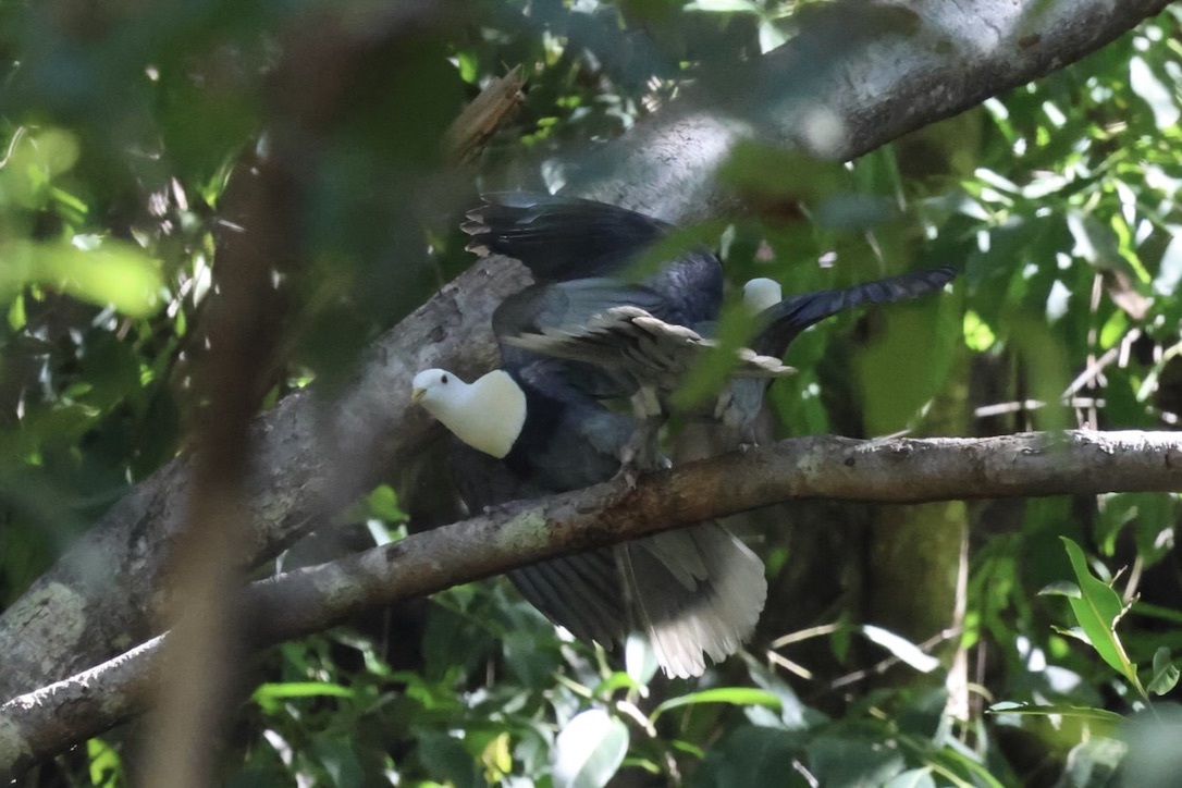 Black-banded Fruit Dove (Ptilinopus alligator), photo 3