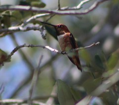 Selasphorus rufus