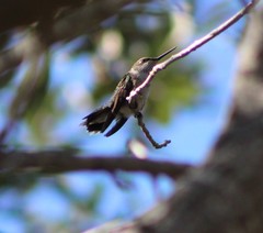 Archilochus colubris