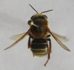 Melipona beecheii