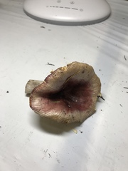 Russula pseudotsugarum