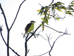 Pitangus sulphuratus