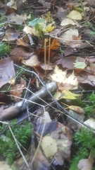 Macrotyphula fistulosa