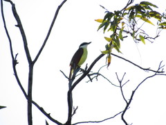 Pitangus sulphuratus