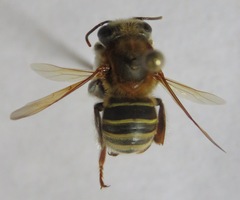 Melipona beecheii