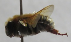 Melipona beecheii