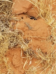 Sceloporus uniformis