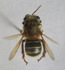Melipona beecheii