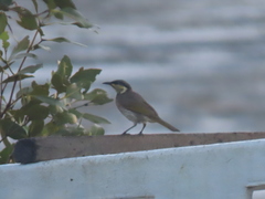 Gavicalis fasciogularis