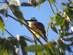 Pitangus sulphuratus