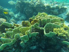 Millepora platyphylla