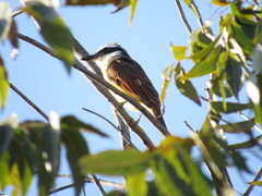 Pitangus sulphuratus