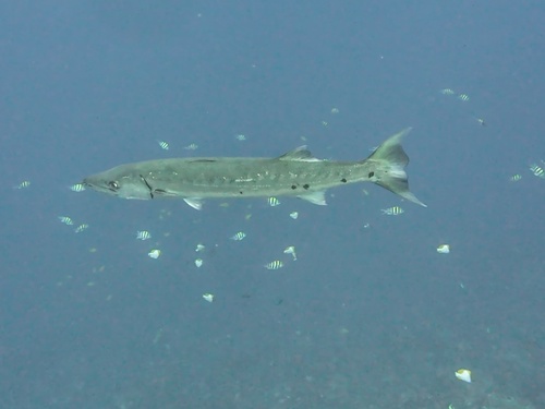 Great Barracuda