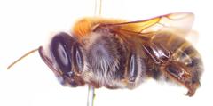 Melipona beecheii