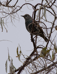 Sturnus vulgaris