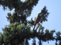 Accipiter cooperii