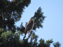 Accipiter cooperii