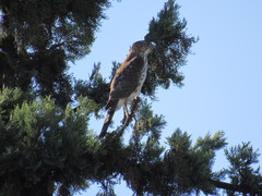 Accipiter cooperii