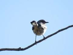 Mimus polyglottos