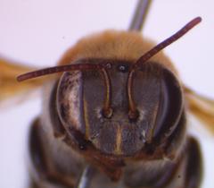 Melipona beecheii