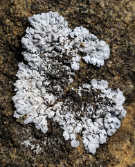 Physconia leucoleiptes