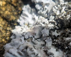 Physconia leucoleiptes