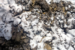 Physconia leucoleiptes