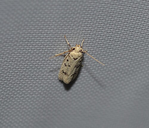 Five-spotted Glyphidocera photo 6