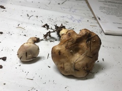 Lactarius pallescens