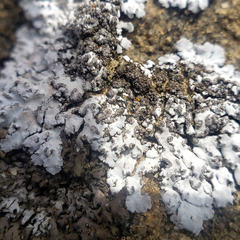 Physconia leucoleiptes