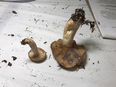 Lactarius pallescens