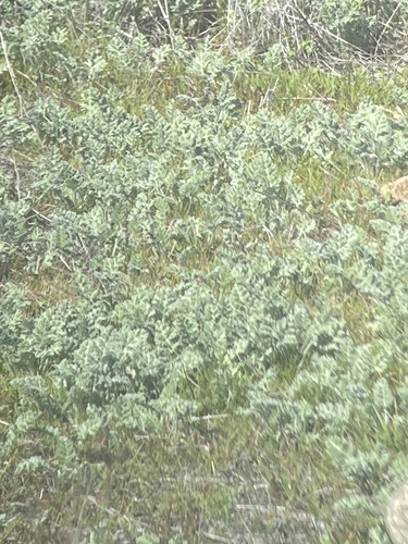 San Diego Ambrosia (Ambrosia pumila)