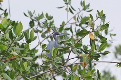 Egretta caerulea