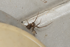 Steatoda castanea