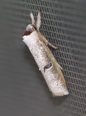 Pilostibes stigmatias