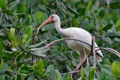 Eudocimus albus