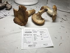 Russula grata