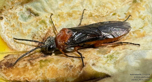 Dolerus cothurnatus