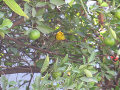 Cardellina pusilla
